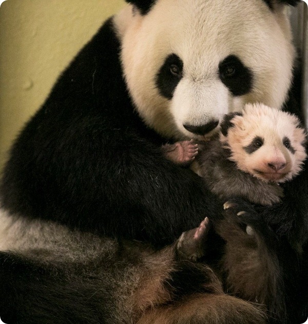 В зоопарке Франции подрастает детеныш большой панды