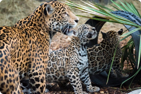 В зоопарке Хьюстона подрастают детеныши ягуара