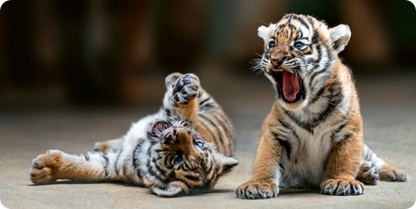 Редкие малайские тигрята из зоопарка Праги
