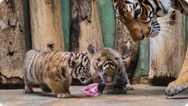 Редкие малайские тигрята из зоопарка Праги