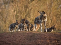 Зоопарк Честера представил щенков гиеновидной собаки