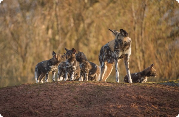 Зоопарк Честера представил щенков гиеновидной собаки
