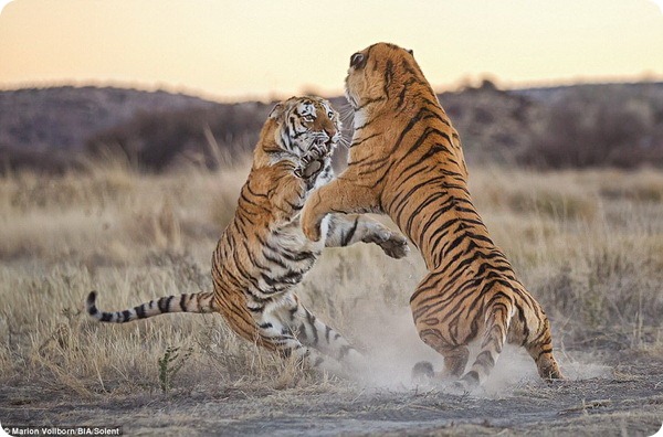 Схватка двух тигриц в заповеднике под Филипполисом