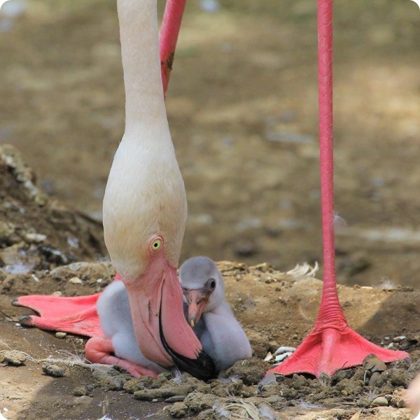 В зоопарке Окленда вылупился птенец розового фламинго