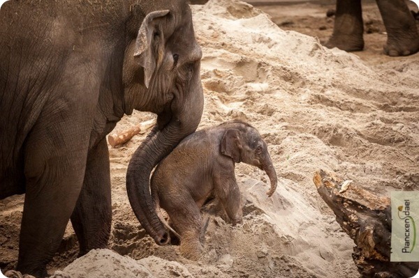 В парке животных Планкендель родился азиатский слоненок