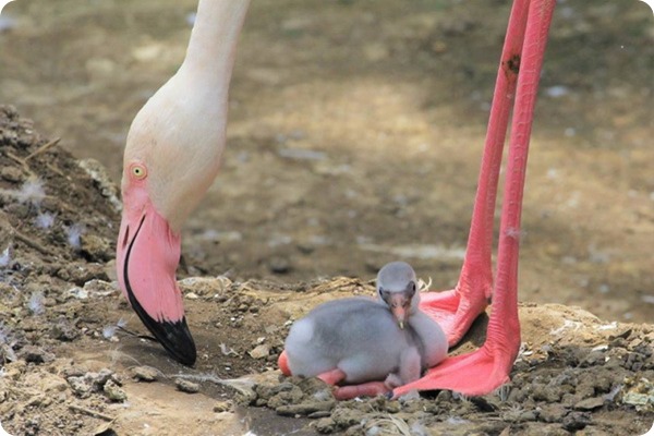 В зоопарке Окленда вылупился птенец розового фламинго