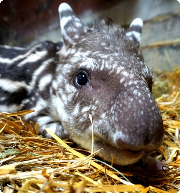 В зоопарке Вроцлава состоялся дебют детеныша тапира