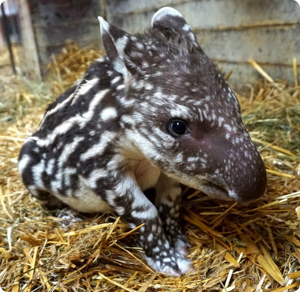 В зоопарке Вроцлава состоялся дебют детеныша тапира
