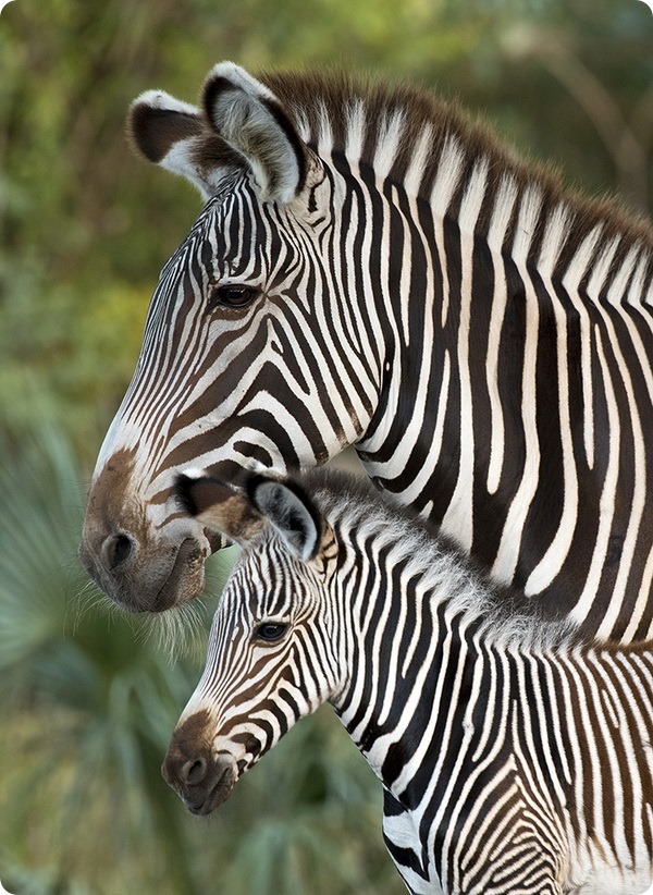 Зоопарк Майями представил двух жеребят зебры Греви