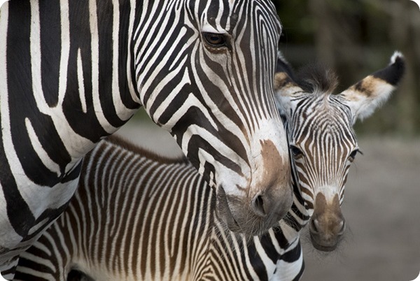 Зоопарк Майями представил двух жеребят зебры Греви