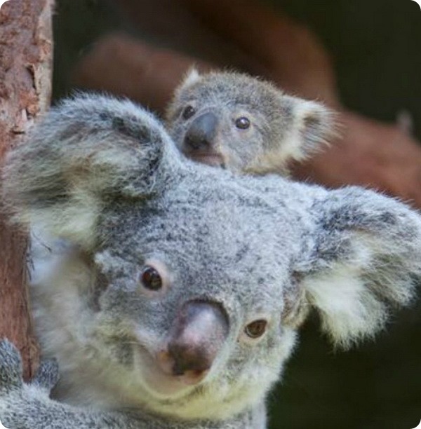 В зоопарке Ривербанкс детеныш коалы покинул сумку матери