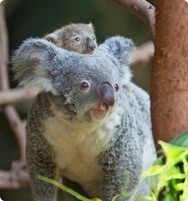 В зоопарке Ривербанкс детеныш коалы покинул сумку матери