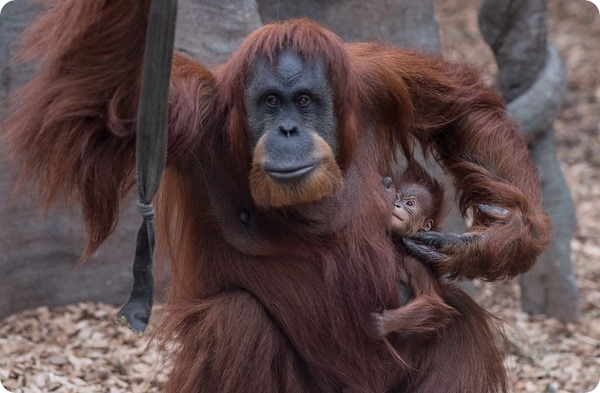 Честерский зоопарк сообщил о рождении детеныша орангутанга