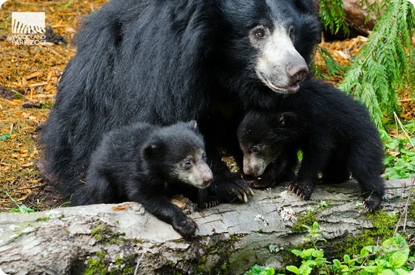 Зоопарк Вудленд-Парк представил детенышей медведя-губача