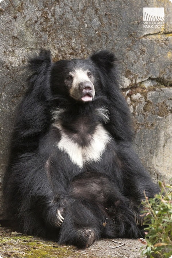 Зоопарк Вудленд-Парк представил детенышей медведя-губача
