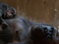 В Национальном зоопарке родился детеныш редкой гориллы
