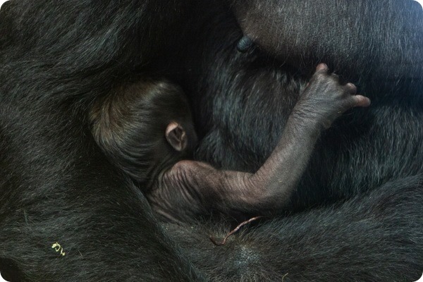 В Национальном зоопарке родился детеныш редкой гориллы