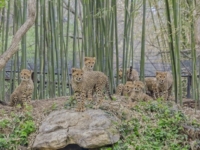 В зоопарке Сент-Луиса состоялся дебют детенышей гепарда