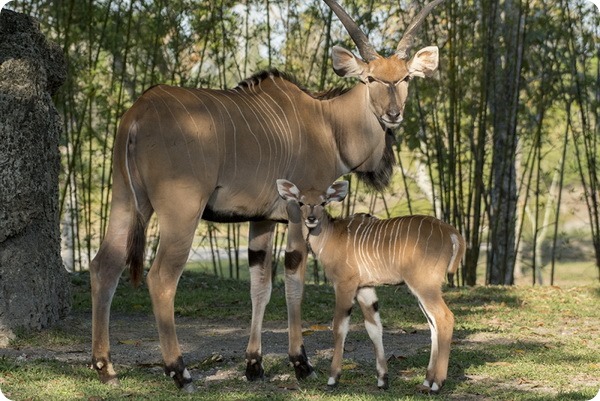 В зоопарке Майями родились два детеныша редких антилоп