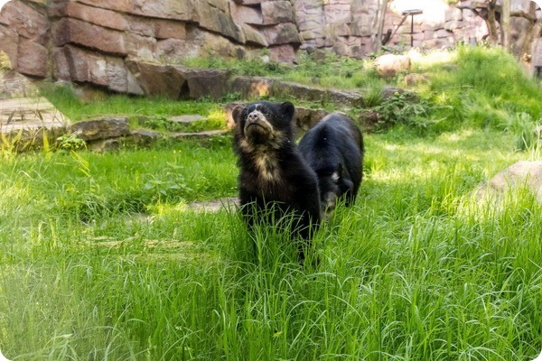 Зоопарк Берлина представил детеныша очкового медведя