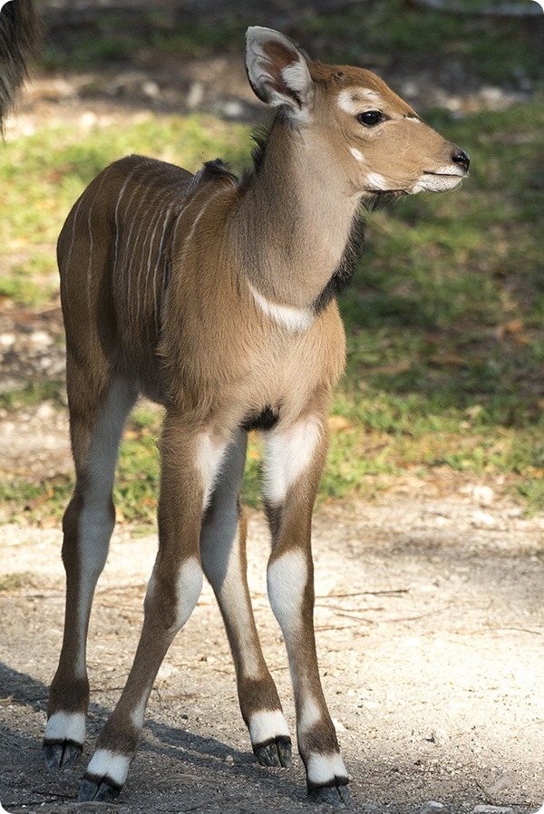 В зоопарке Майями родились два детеныша редких антилоп