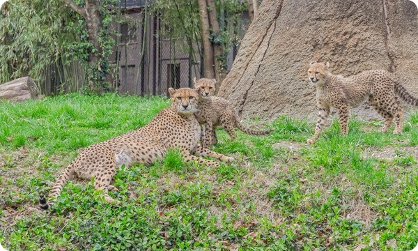В зоопарке Сент-Луиса состоялся дебют детенышей гепарда
