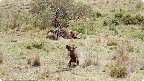 Схватка беременной самки леопарда с бородавочником 