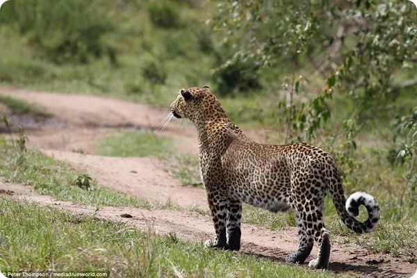 Схватка беременной самки леопарда с бородавочником 