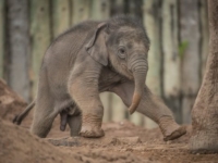 В зоопарке Честера с опозданием родился азиатский слоненок