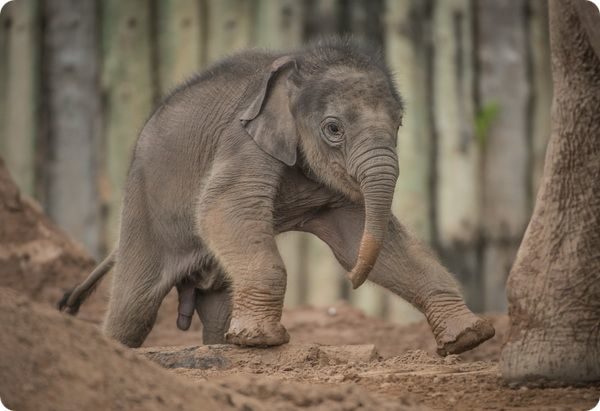 В зоопарке Честера с опозданием родился азиатский слоненок 