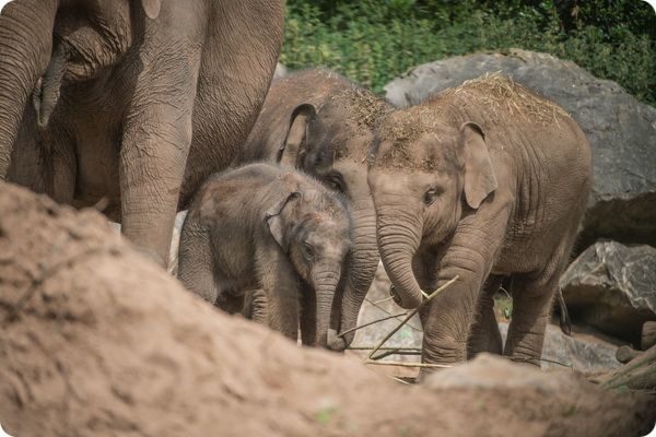 В зоопарке Честера с опозданием родился азиатский слоненок 
