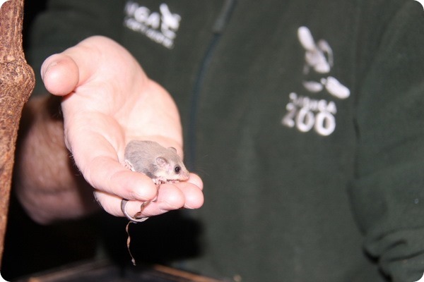 В зоопарке Таронга родилось 33 детёныша летучего кускуса!