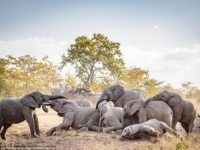 Игры молодых слонов в Национальном парке Крюгера