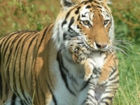 Первая прогулка амурских тигрят в зоопарке Уипснейда