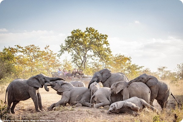 Игры молодых слонов в Национальном парке Крюгера