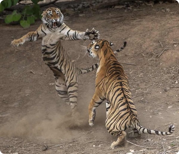 Большие кошки Индии: битва тигра с тигрицей за территорию