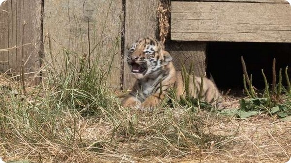 Первая прогулка амурских тигрят в зоопарке Уипснейда