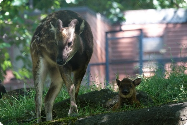 В зоопарке Эдинбурга родился редкий филиппинский олененок