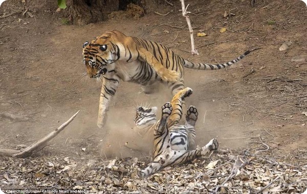 Большие кошки Индии: битва тигра с тигрицей за территорию