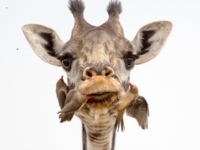 Как в Танзании буйволовые скворцы чистят зубы жирафам