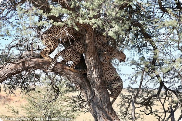 В одном из парков Ботсваны гепарды устроили драку из-за самки