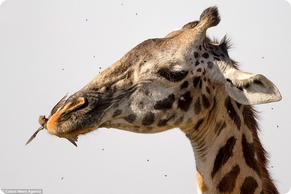 Как в Танзании буйволовые скворцы чистят зубы жирафам 
