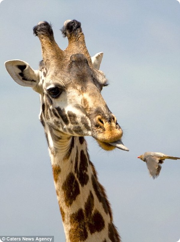 Как в Танзании буйволовые скворцы чистят зубы жирафам 