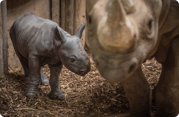 На глазах посетителей зоопарка Честера родился детеныш носорога