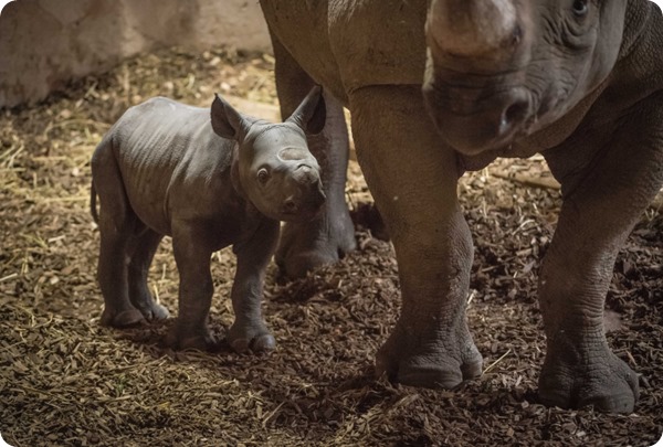 На глазах посетителей зоопарка Честера родился детеныш носорога