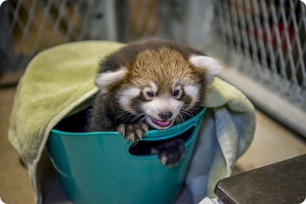 В зоопарке Милуоки родился детеныш красной панды