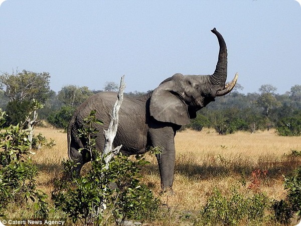 Слон-гурман из Национального парка Крюгера