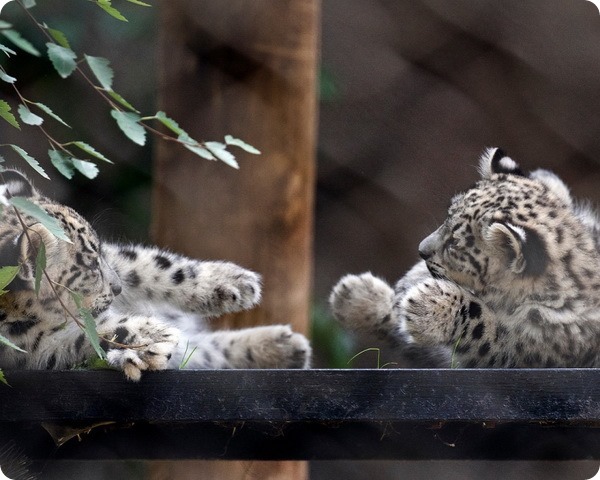 В зоопарке Сан-Франциско подрастают детеныши ирбиса