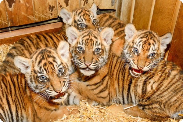 Зоопарк Берлина представил суматранских тигрят