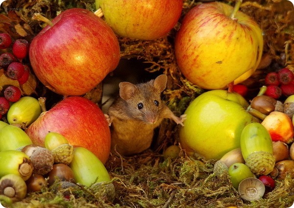 Забавные мышата от фотографа дикой природы Саймона Делла